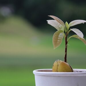 Avocado Tree